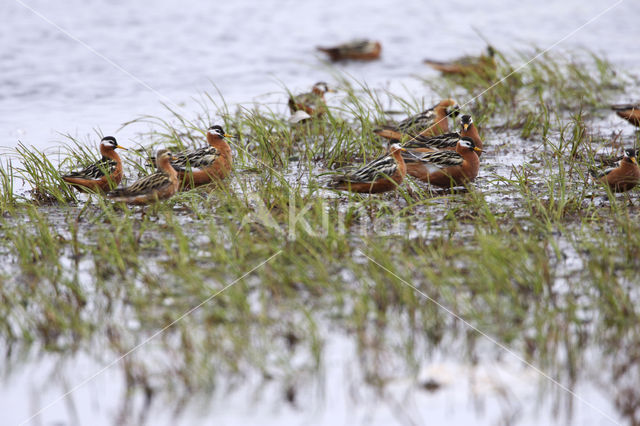 Red Phalarope (Phalaropus fulicarius)