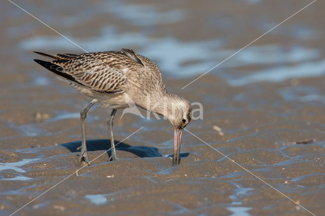 Rosse Grutto (Limosa lapponica)