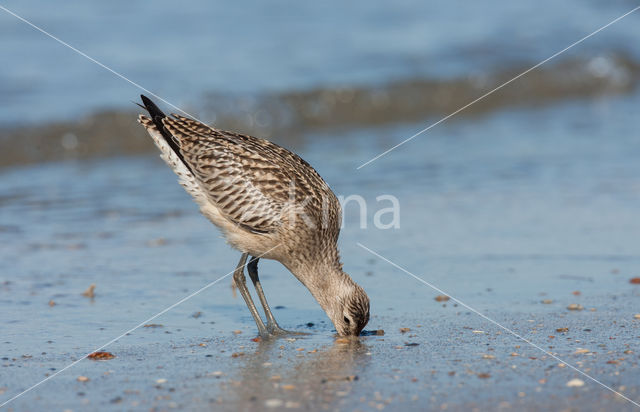 Bar-tailed Godwit (Limosa lapponica)