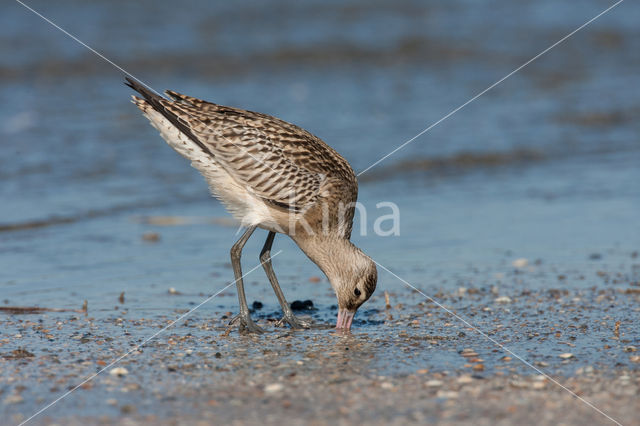 Rosse Grutto (Limosa lapponica)