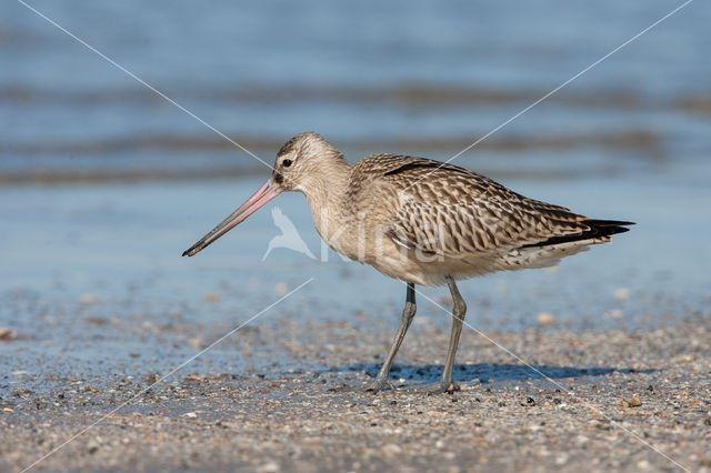 Rosse Grutto (Limosa lapponica)