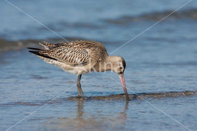 Bar-tailed Godwit (Limosa lapponica)