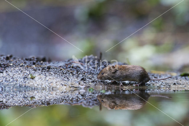 Rosse woelmuis (Clethrionomys glareolus)