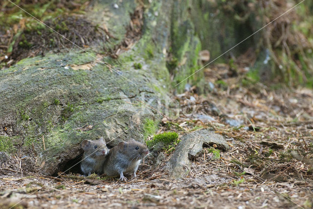 Rosse woelmuis (Clethrionomys glareolus)