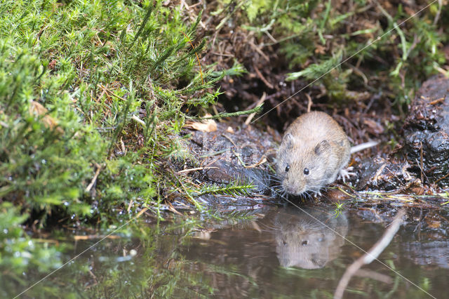 Rosse woelmuis (Clethrionomys glareolus)