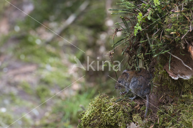 Rosse woelmuis (Clethrionomys glareolus)