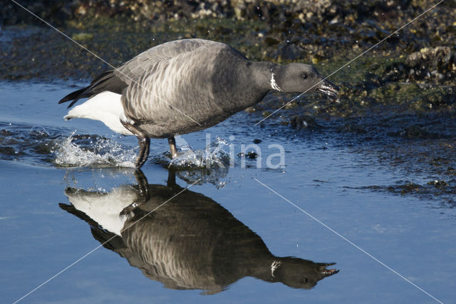 Rotgans (Branta bernicla)