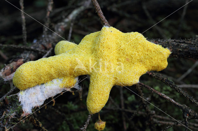 Scrambled egg slime (Fuligo septica)