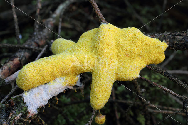 Scrambled egg slime (Fuligo septica)