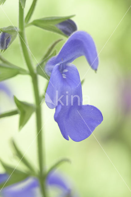 Salvia (Salvia patens oceana blue)