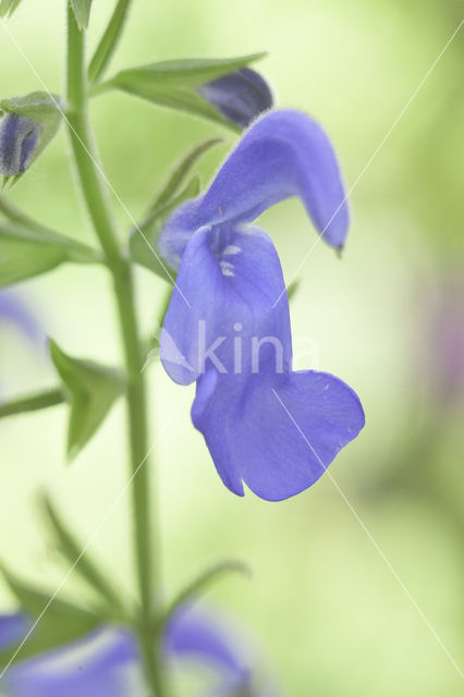 Salvia patens oceana blue