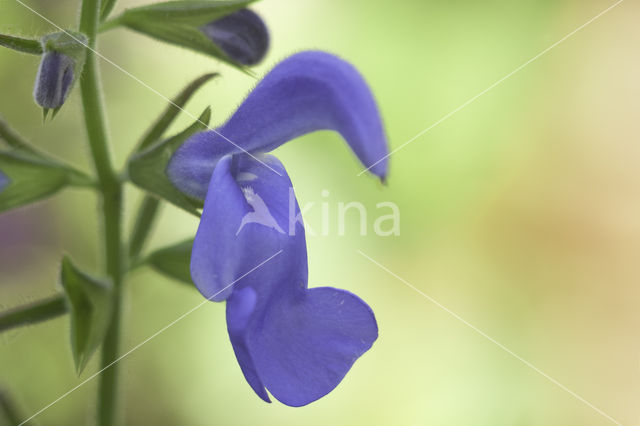 Salvia patens oceana blue