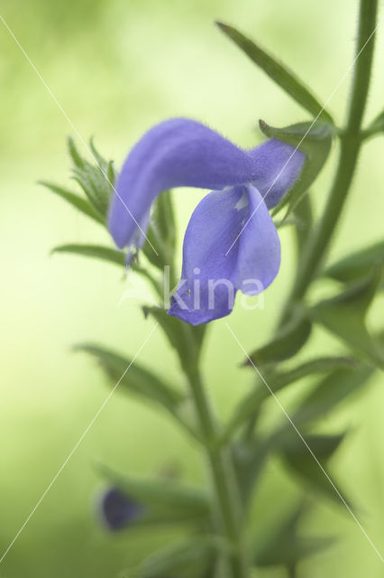 Salvia patens oceana blue