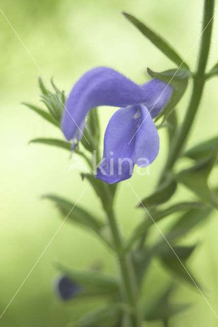 Salvia (Salvia patens oceana blue)