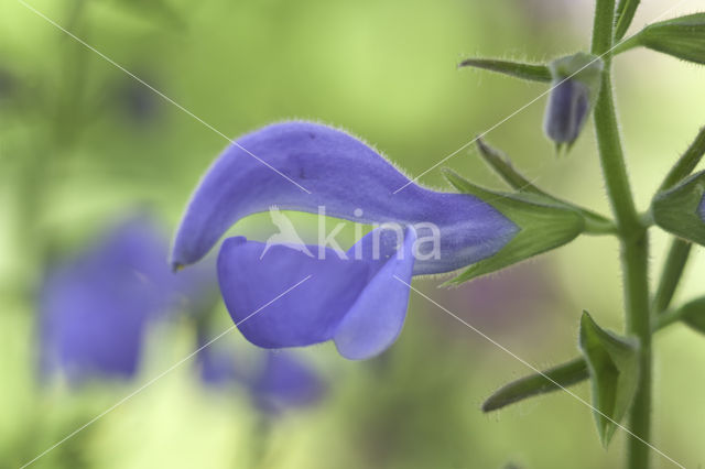 Salvia (Salvia patens oceana blue)