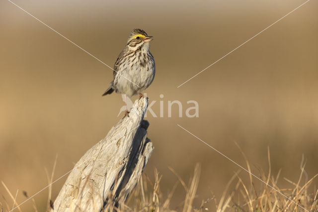 Savannah sparrow (Passerculus sandwichensis)
