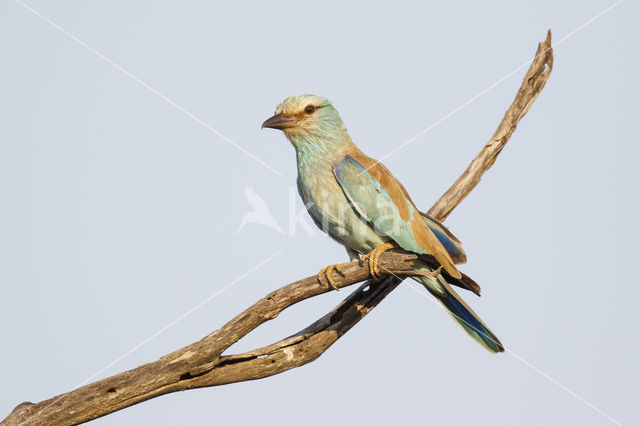 Scharrelaar (Coracias garrulus)