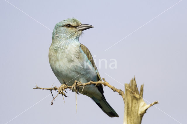 Scharrelaar (Coracias garrulus)