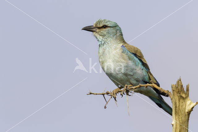 European Roller (Coracias garrulus)
