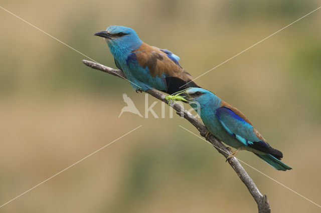 Scharrelaar (Coracias garrulus)