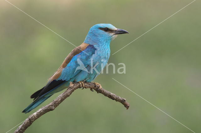 Scharrelaar (Coracias garrulus)