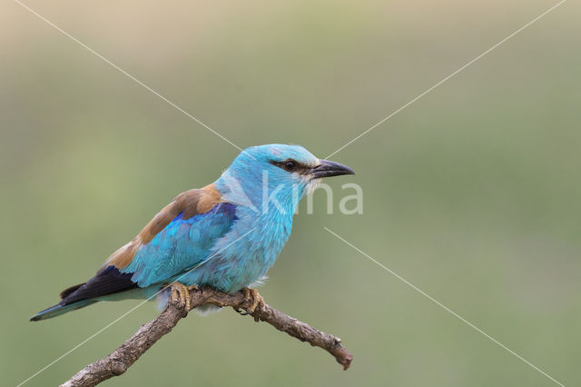 European Roller (Coracias garrulus)
