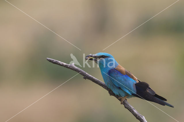 Scharrelaar (Coracias garrulus)