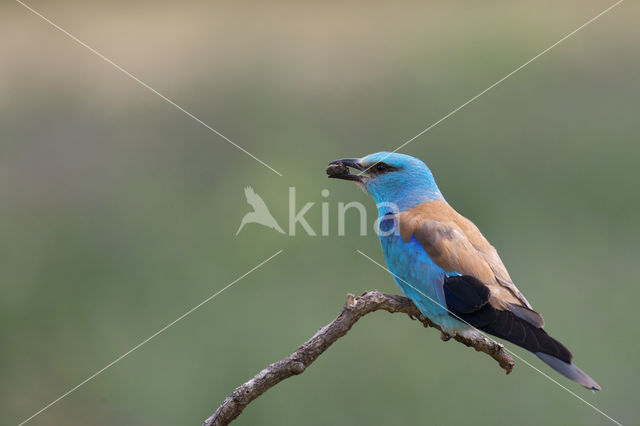 Scharrelaar (Coracias garrulus)