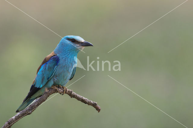 Scharrelaar (Coracias garrulus)