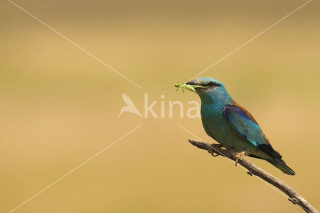 Scharrelaar (Coracias garrulus)