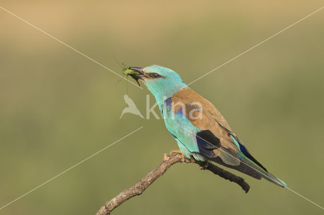 Scharrelaar (Coracias garrulus)