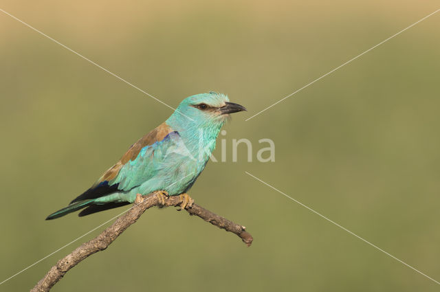 Scharrelaar (Coracias garrulus)