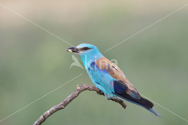 Scharrelaar (Coracias garrulus)