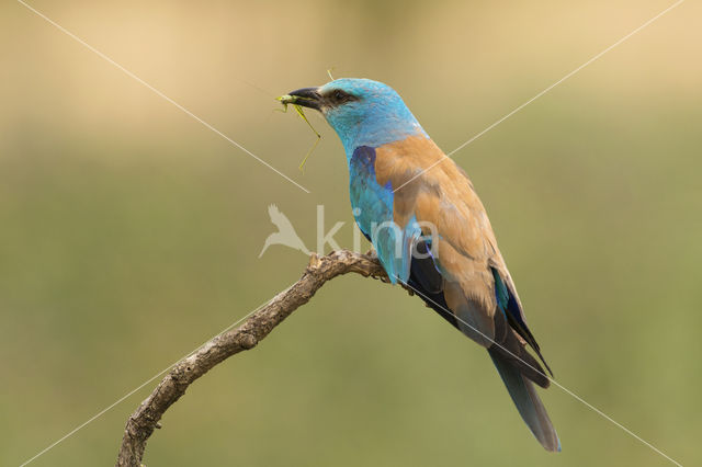 Scharrelaar (Coracias garrulus)