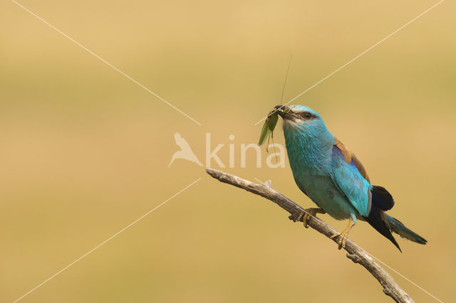 Scharrelaar (Coracias garrulus)