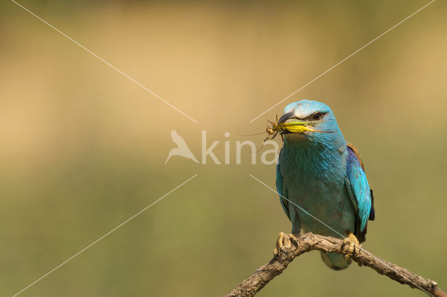 Scharrelaar (Coracias garrulus)