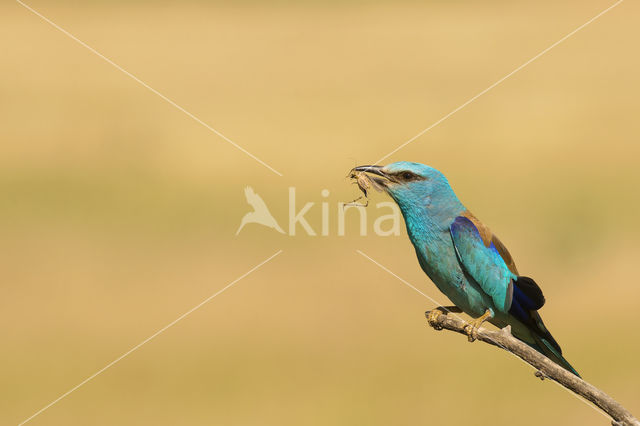 European Roller (Coracias garrulus)