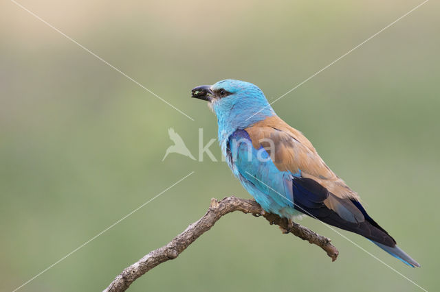 Scharrelaar (Coracias garrulus)