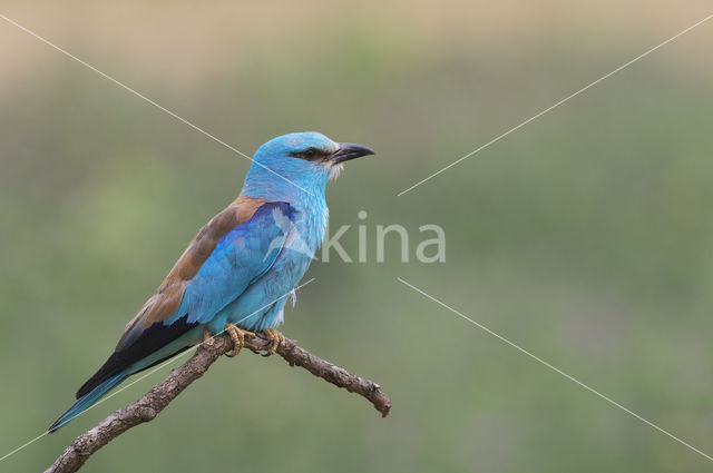 Scharrelaar (Coracias garrulus)