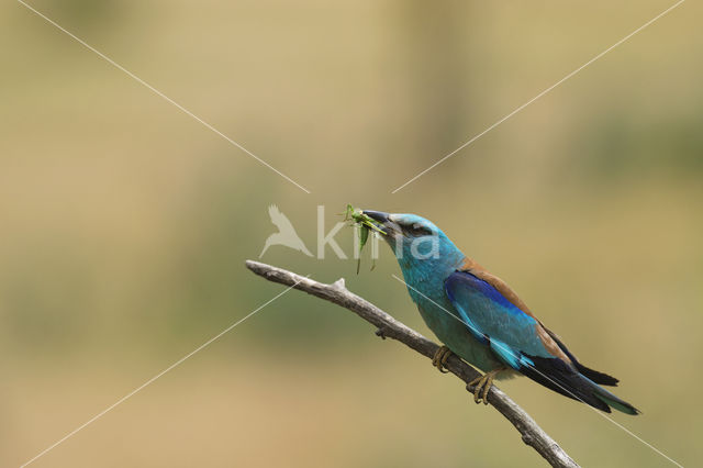 Scharrelaar (Coracias garrulus)