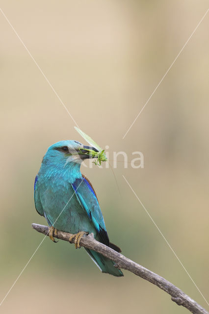 Scharrelaar (Coracias garrulus)