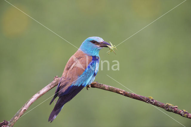 European Roller (Coracias garrulus)