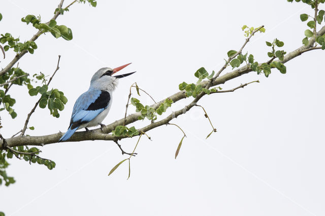 Senegalese Ijsvogel (Halcyon senegalensis)