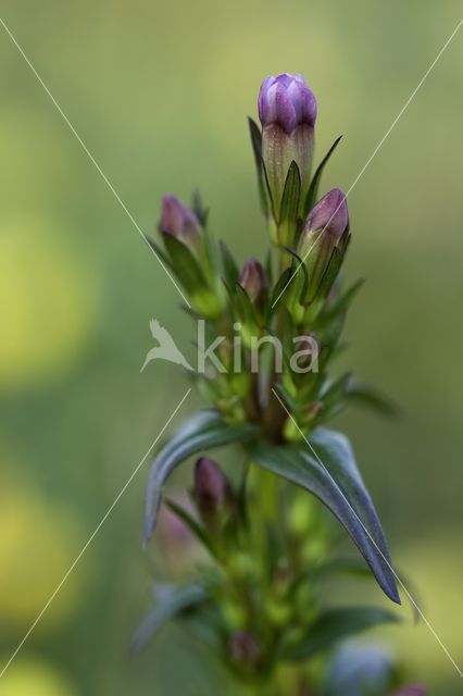 Slanke gentiaan (Gentianella amarella)