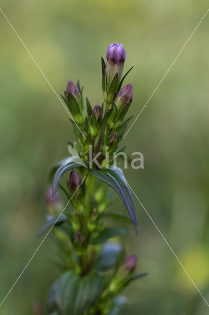 Slanke gentiaan (Gentianella amarella)