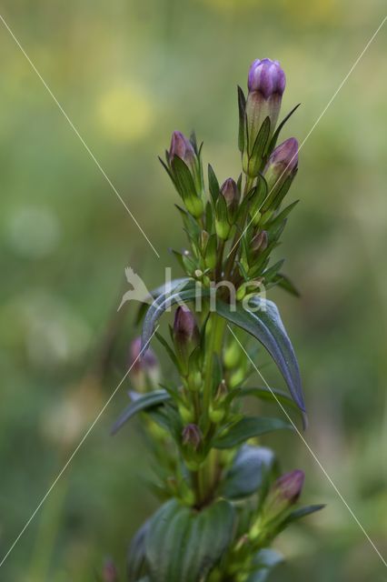 Autumn Gentian (Gentianella amarella)