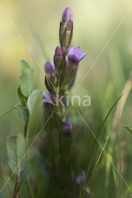 Slanke gentiaan (Gentianella amarella)