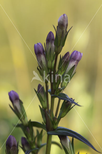 Slanke gentiaan (Gentianella amarella)