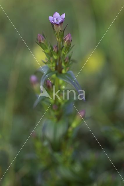 Slanke gentiaan (Gentianella amarella)