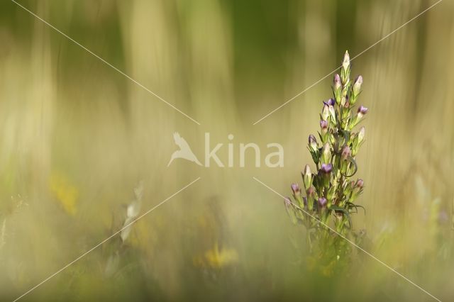 Slanke gentiaan (Gentianella amarella)